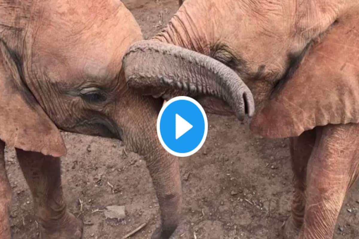 Ever Seen Elephants Kissing Each Other? This Super Sweet Video Will Make  You Go Aww | Watch