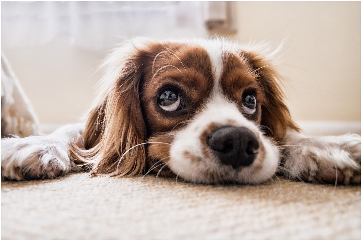 Anxiety Issues in Pets: Does Your Dog/ Cat Feel Anxious