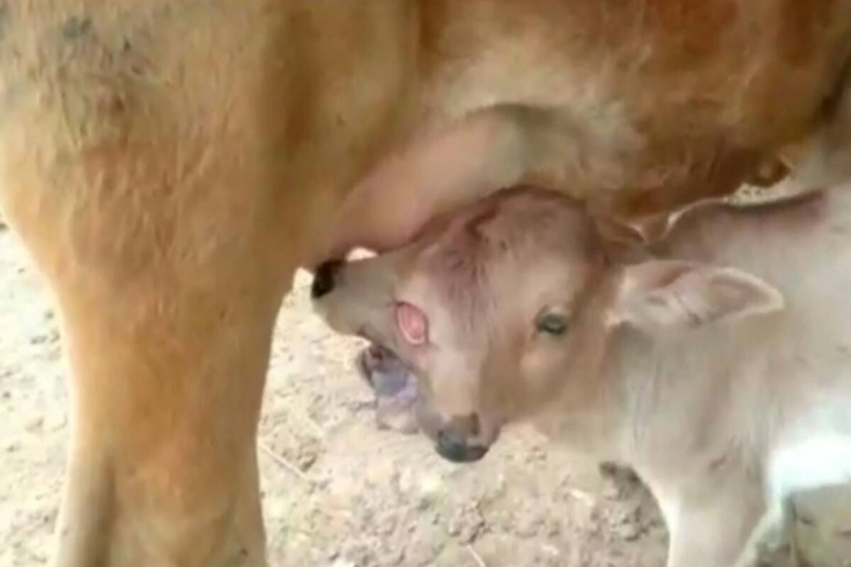 Calf Born With 2 Heads & 3 Eyes in Odishas Nabrangpur, People it As Maa Durgas Avatar