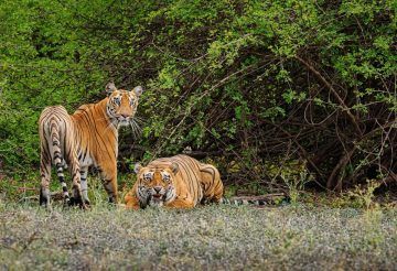 Good News For Travellers! Sariska Tiger Reserve Likely to Get New Safari Zones