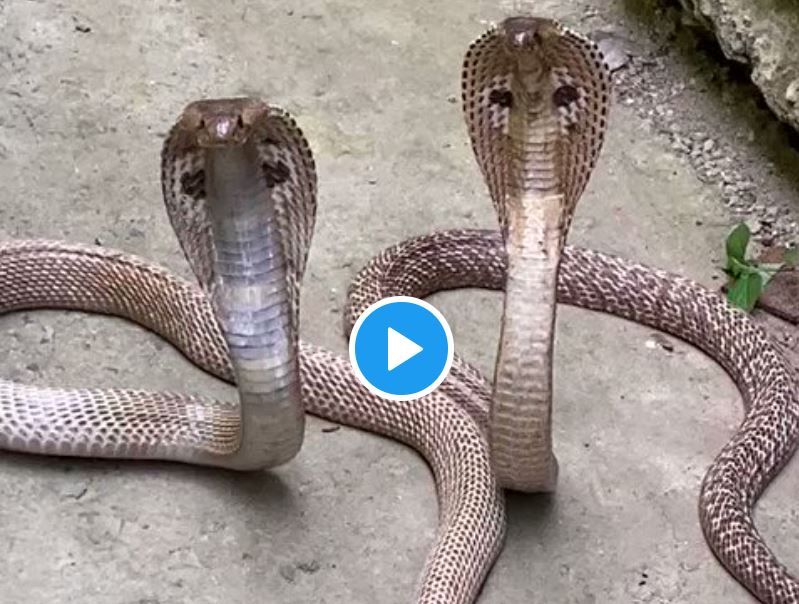 Goulburn Snake Watch