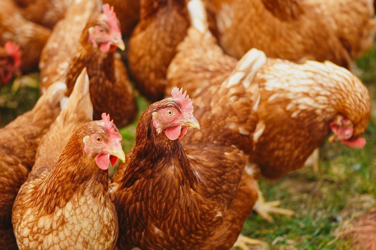 63 Chickens Died of Heart Attack Due to Loud DJ Music at Wedding