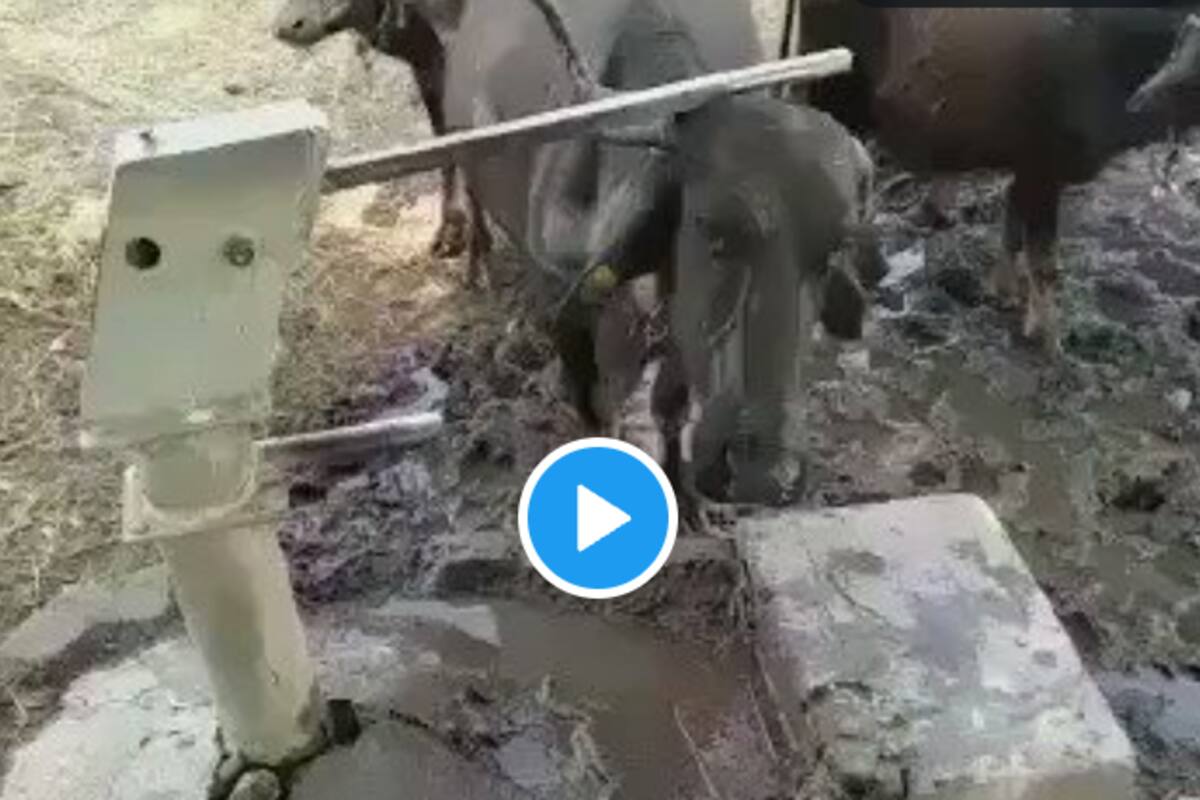 Thirsty Buffalo Uses Horn to Get Water From Hand Pump, Internet is  Impressed | Watch