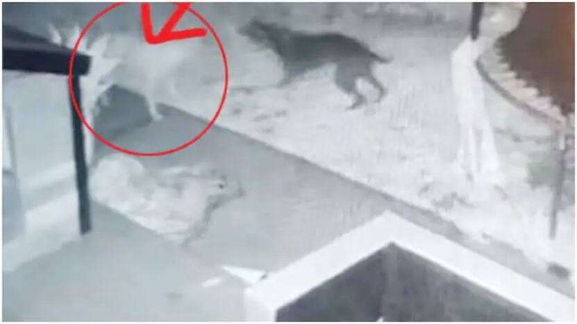 Viral Video: Man Captures Ghost Dog Playing With His Pet on CCTV, Netizens Don't Believe It