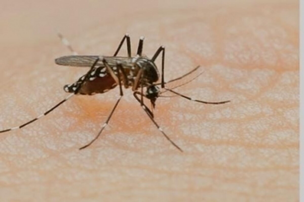 Alert: 7,128 Cases Of Dengue In Delhi So Far In 2021; 1,851 In Last Week Alone. Details Here