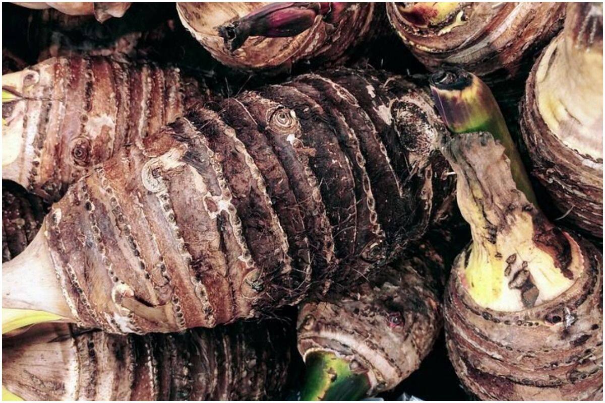 Winter Food: Why Arbi is The Genius Veggie in Cold Season  5 Reasons to  NOT Avoid Eating Taro Root | India.com