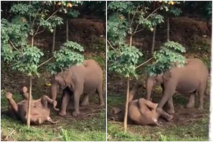 Mother Elephant Tries to Wake up Dead Calf, Video Will Break Your Heart Into Pieces
