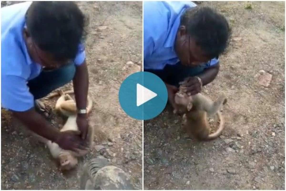 Viral Video: Man Tries to Revive Injured Monkey by Performing CPR, Hailed  As a Hero | Watch