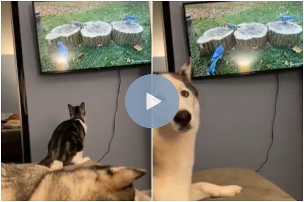 Cat watching bird on sale video