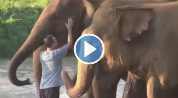 Elephants Reunite With Caretaker After 14 Months, Video Makes People  Emotional | Watch