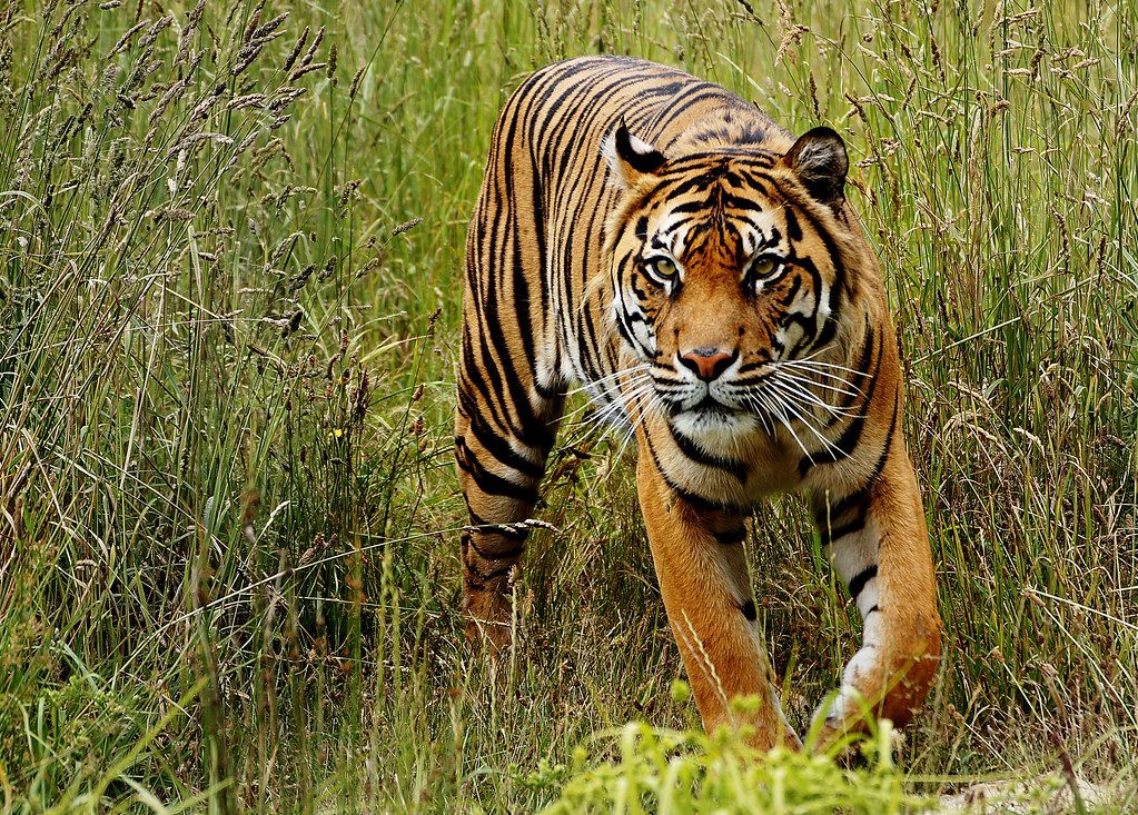 5 Best Wildlife Sanctuaries in Odisha For The Nature Lovers