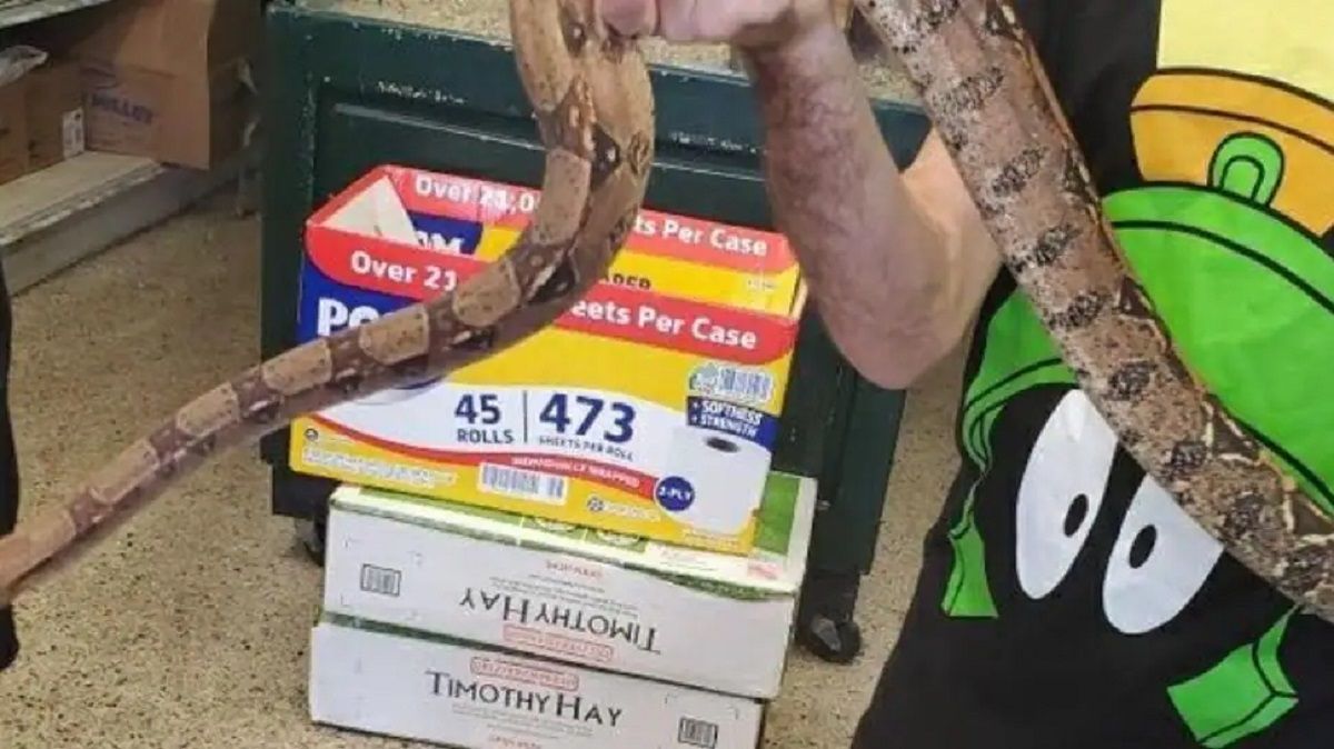 Man Finds 5-Feet-Long Snake Hiding in His Newly Purchased Sofa. See Pics