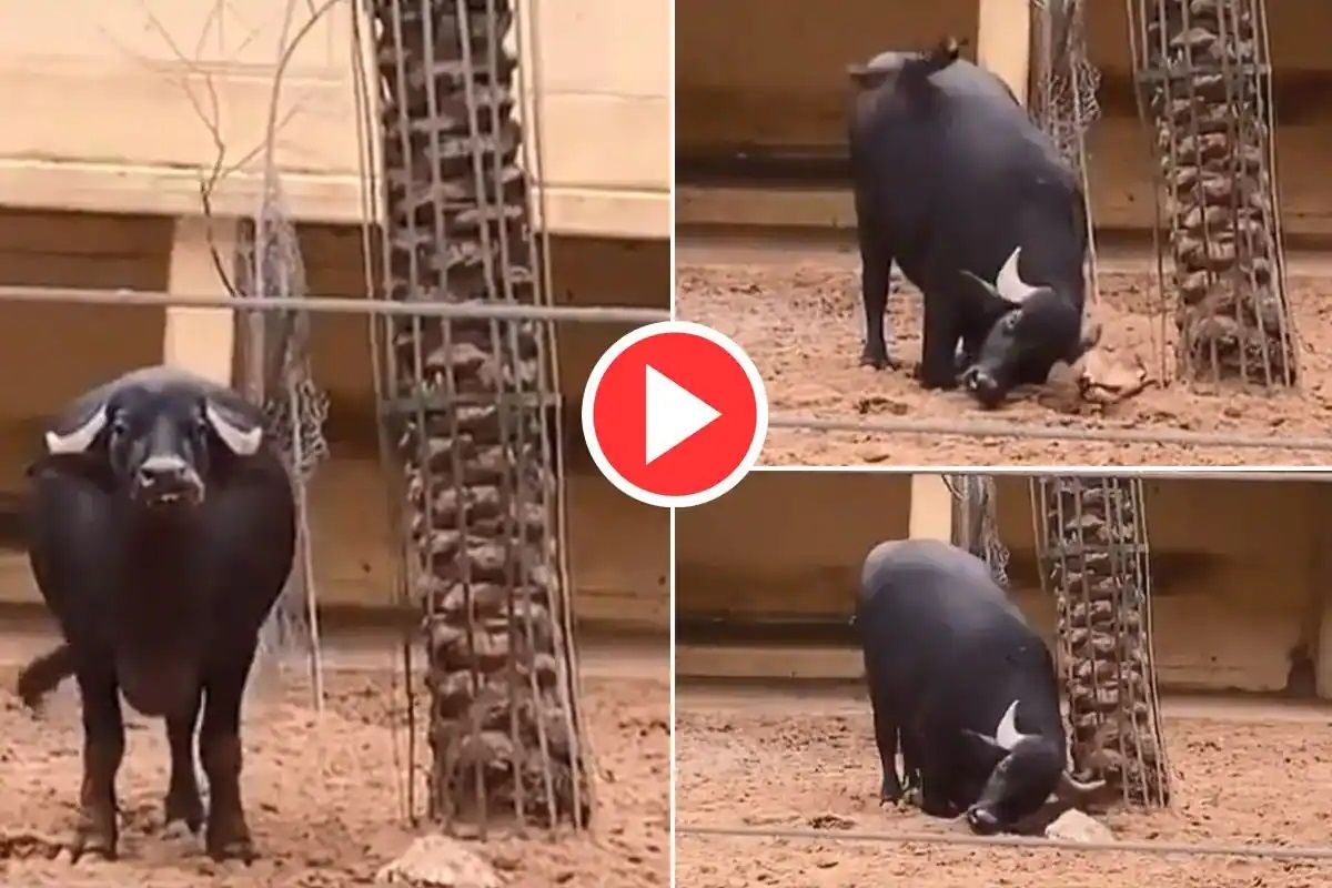 Viral Video: Buffalo Saves Tortoise By Flipping It With Horn. WATCH
