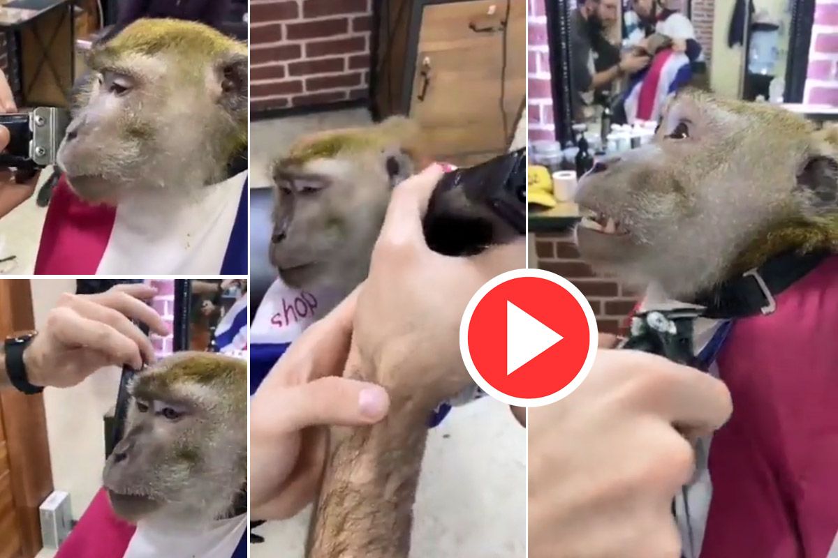 Video of gang war between monkeys and dogs surfaces Heres the truth behind  it