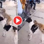 Viral Video: Monkey Climbs on Dog To Steal a Bag of Chips From Shop. Watch