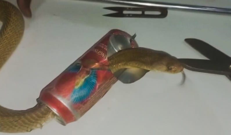 Viral Video: Cobra’s Head Gets Stuck in Beer Can in Odisha, Rescued by Experts | Watch