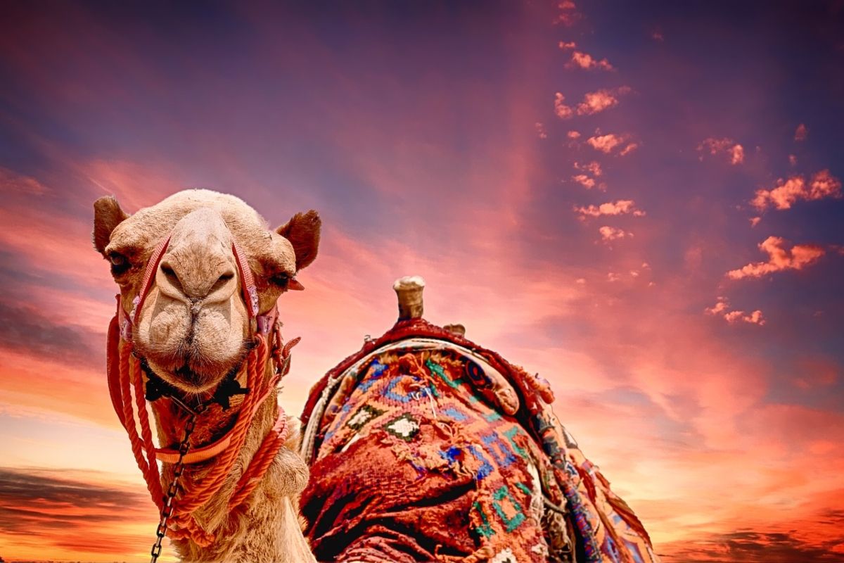 5 Fascinating Facts About Camel Beauty Pageant in Abu Dhabi