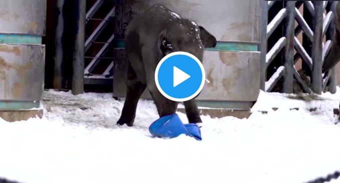 Viral Video: Elephants Have Fun Playing & Sliding on Snow, Video Will Make You Smile | Watch