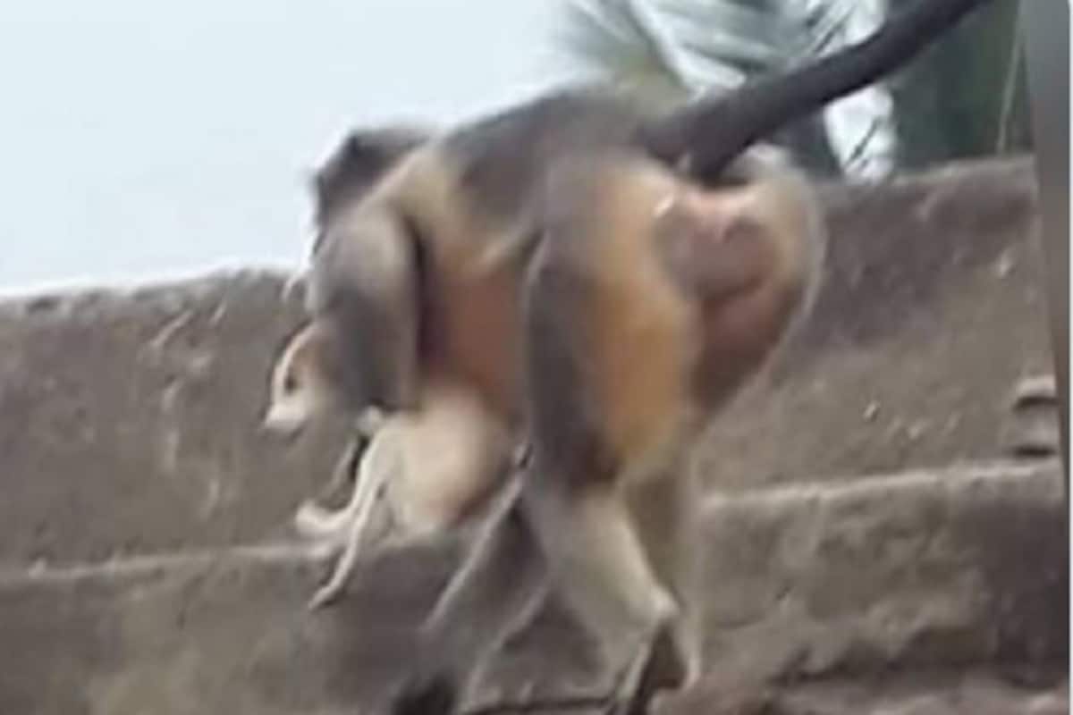 Gangwar Video Fact Check: बंदरों-कुत्तों के बीच खूनी गैंगवार, बंदरों ने 80 पिल्लों को मार डाला, जानिए सच्चाई - Gangwar video fact check bloody battle between monkeys and dog in beed district