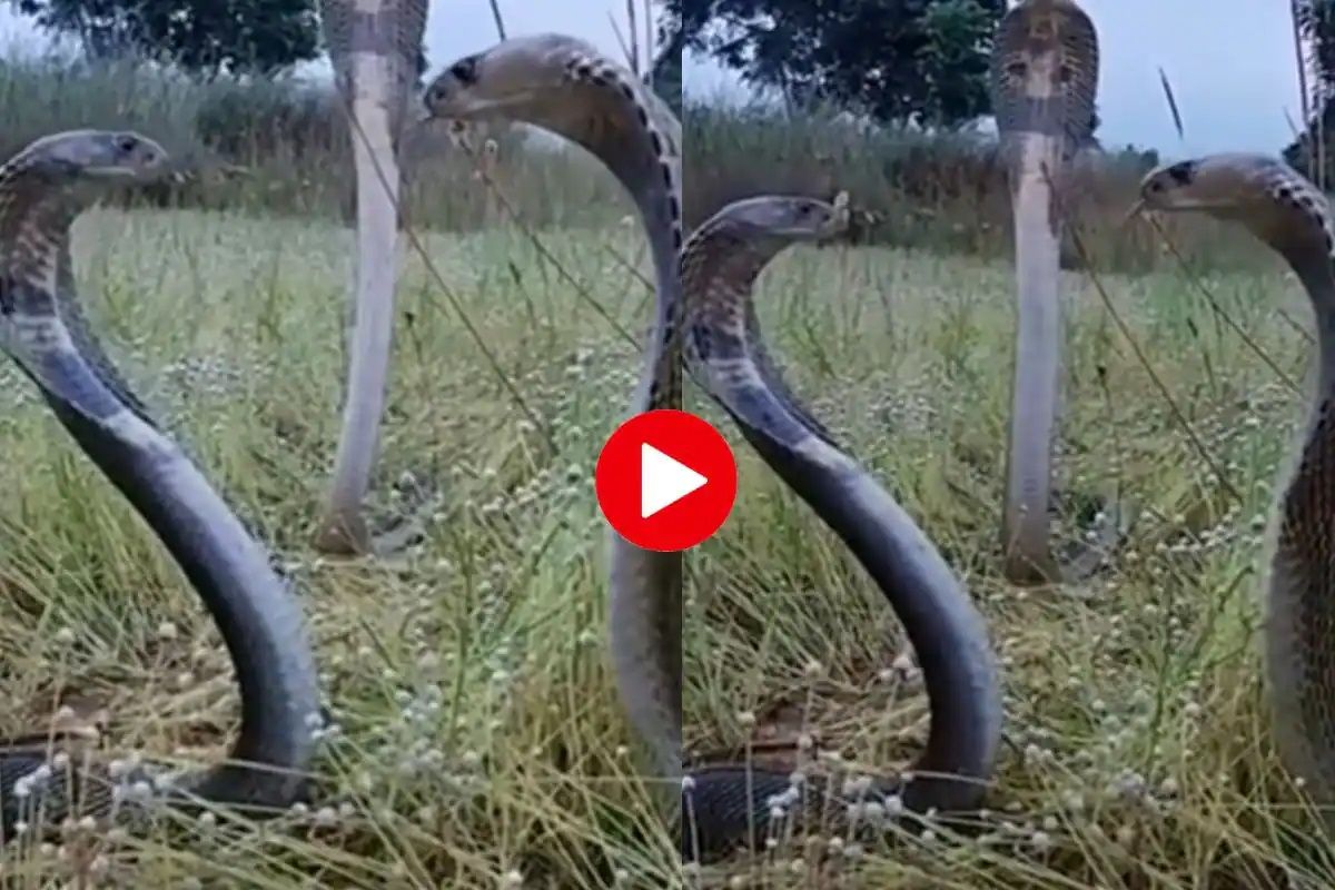 Viral Video: 3 King Cobras Engage in Intense Face Off. Netizens Say Important Meeting Chal Rahi