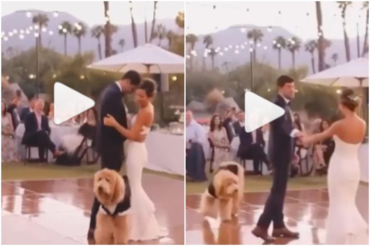 Newlywed Couple's Pet Dog Crashes First Dance at Their Wedding, Steals The Show | Watch