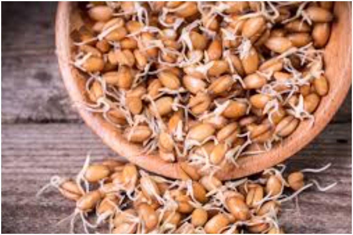 Sprouted wheat benefits