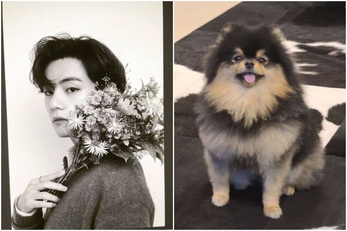 BTS' V Pays A Heartwarming Tribute To His Dog Yeontan With 'Rainy