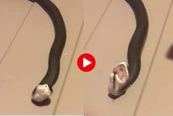 Snake Funny Video: शख्स के छूते ही सांप ने की मरने की एक्टिंग, नाटक देख पकड़ लेंगे सिर Snake Funny Video: शख्स के छूते ही सांप ने की मरने की एक्टिंग, नाटक देख पकड़ लेंगे सिर
