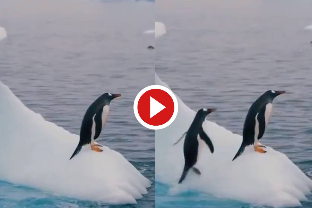 Penguin Ka Video आइसबर्ग पर बैठी पेंगुइन को दोस्त ने धक्का देकर समुद्र