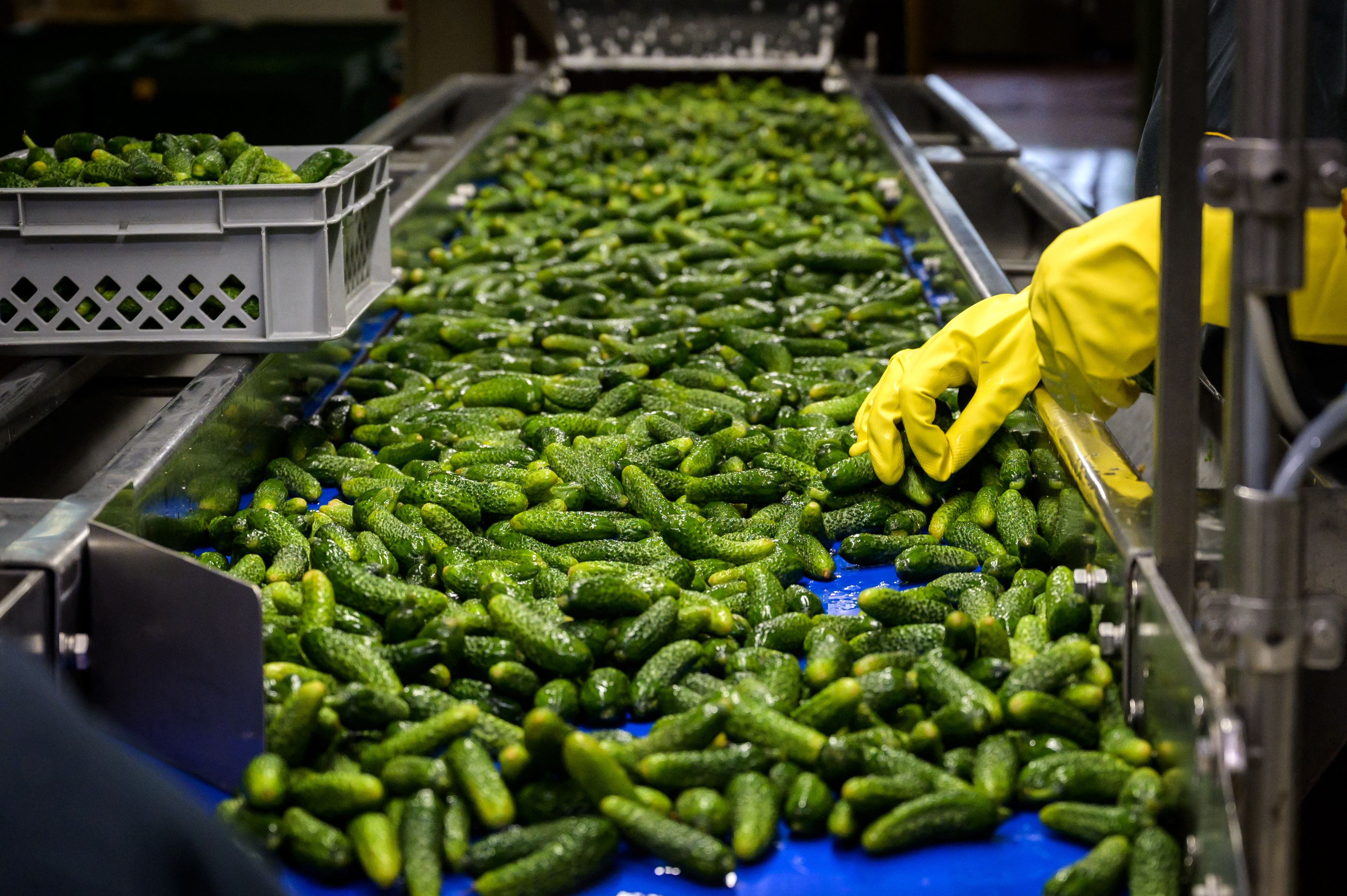 India Becomes Pickle King Of The World! Emerges As Largest Exporter Of Cucumber, Gherkins