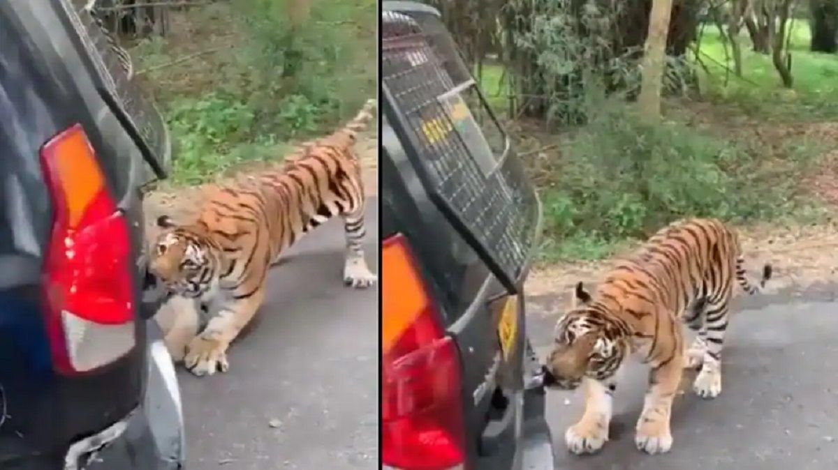 Viral Video Tiger Pulls Car Full of Tourists With Teeth, Anand