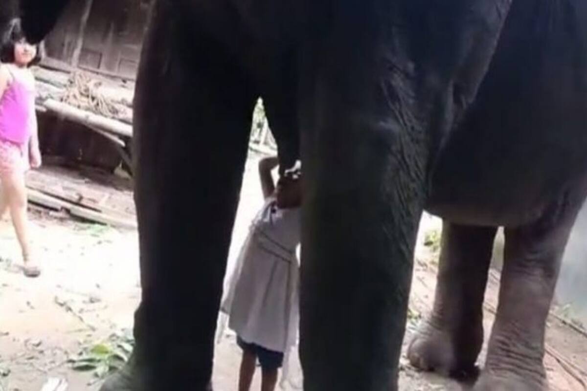 Assamese Garl Sex Video - Toddler Girl Drinks Milk From Elephant in Assam, Internet Loves The  Heartwarming Video |Watch