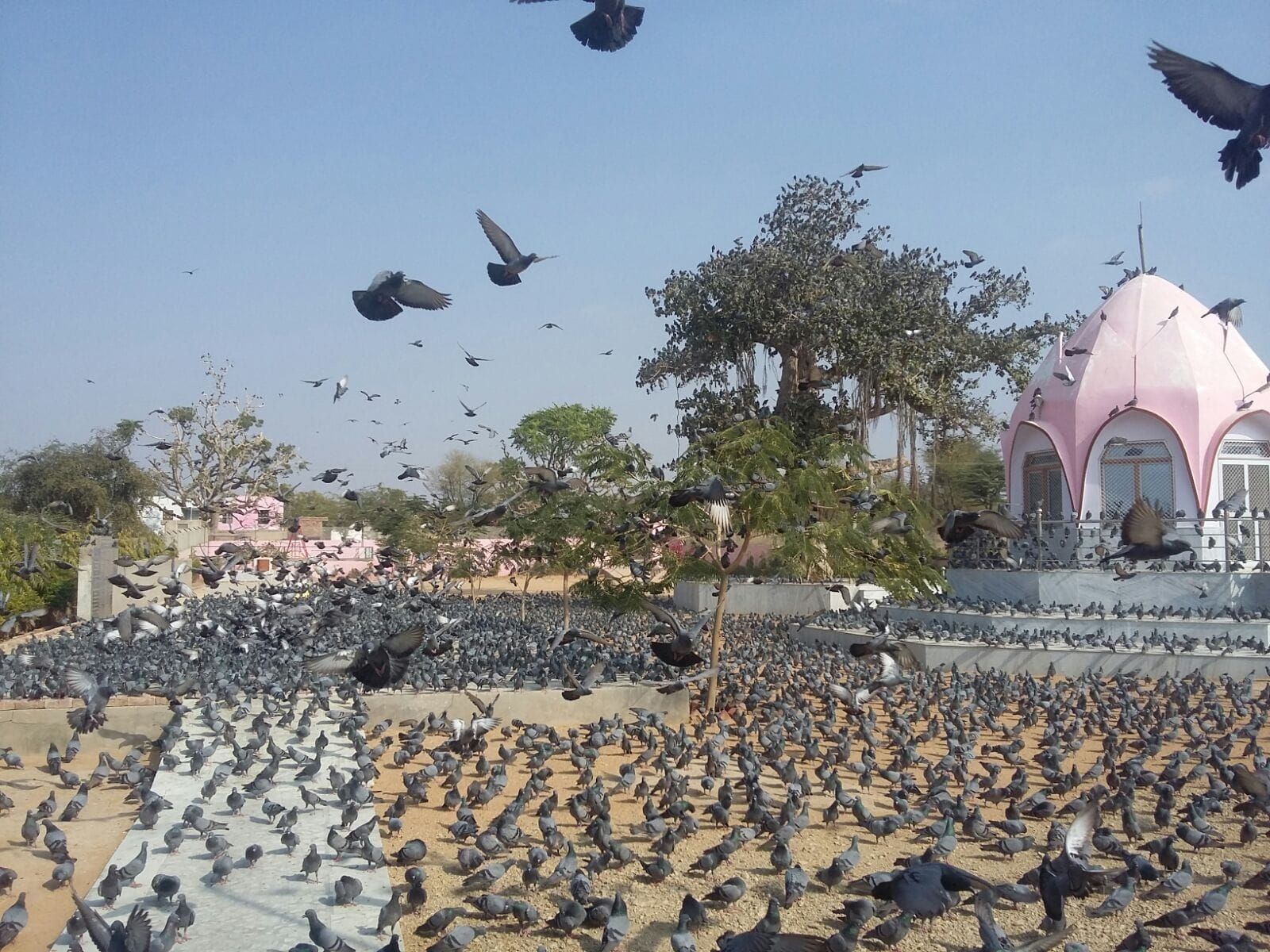 Unique 7-Storey Tower to Provide Amenities For Birds Comes up in Rajasthan's Nagaur