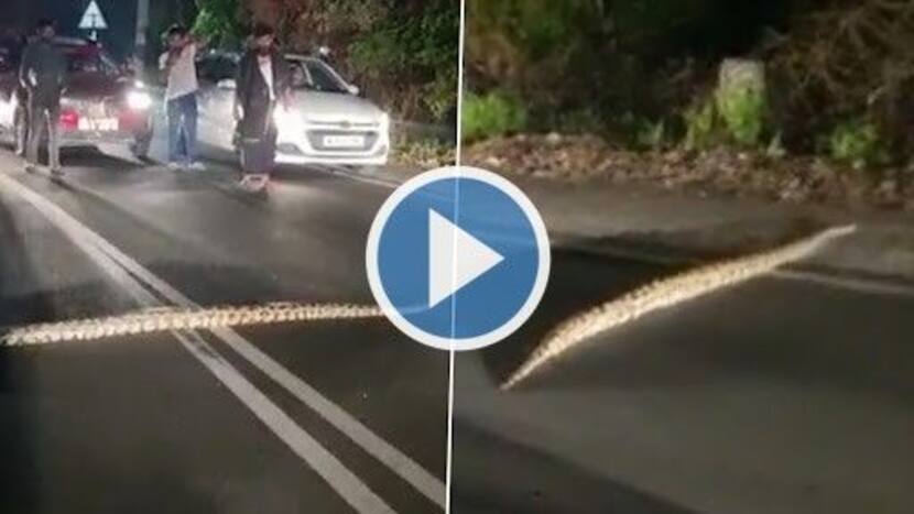 Python Spotted at Kochi's Seaport-Airport Road, Traffic Stopped to Let It Pass