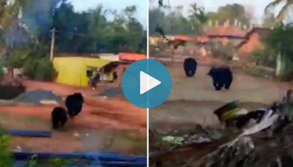 Wild Bear & Its Cub Enter Odisha Village, Chased Away by Residents