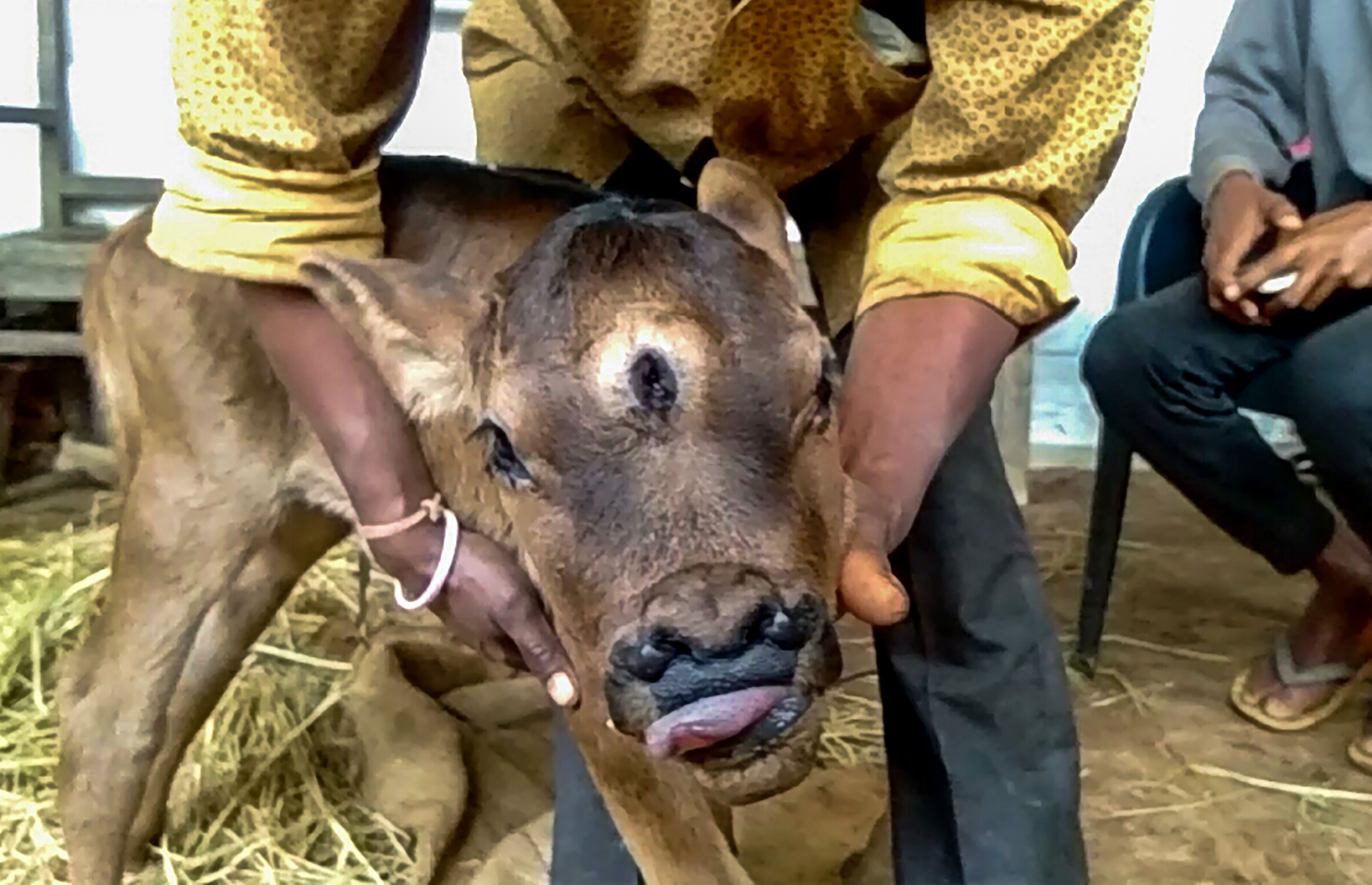 A rare calf with three eyes and four nostrils in a village in Chhattisgarh’s Rajnandgaon. The female calf was born to a cow owned by farmer Hemant Chandel, a resident of Nawagaon Lodhi village, on Jan. 13. (PTI Photo)