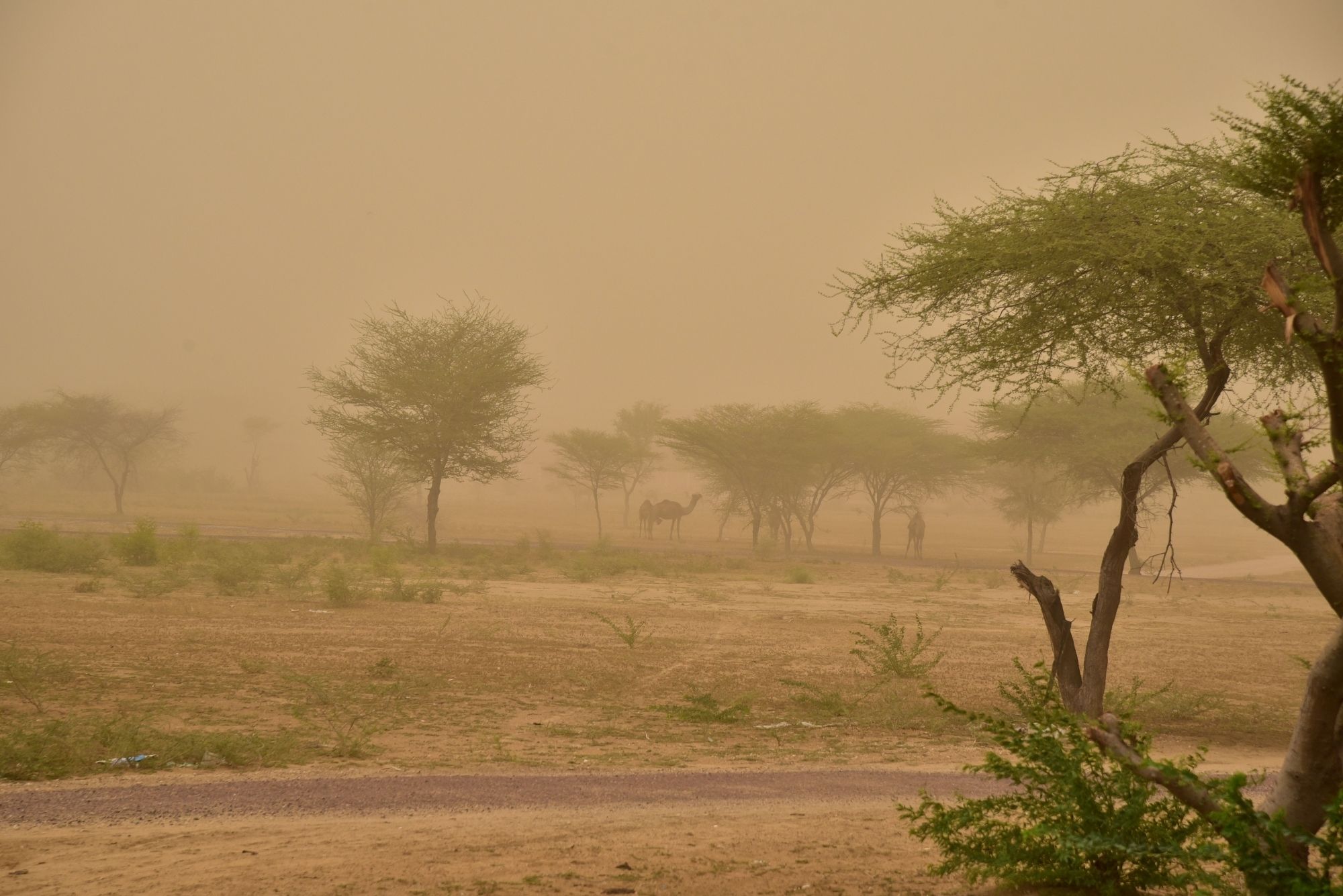 Dust Storm In Rajasthan Is Called