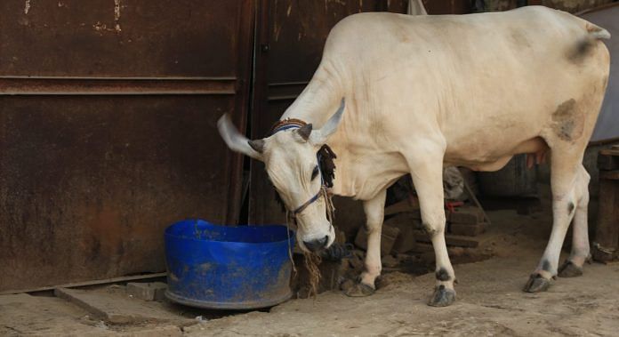 Delhi's Hansraj College Sets up Cow Research Centre, Will Provide Milk & Ghee For Students