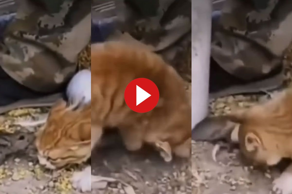 cat mouse fight Video