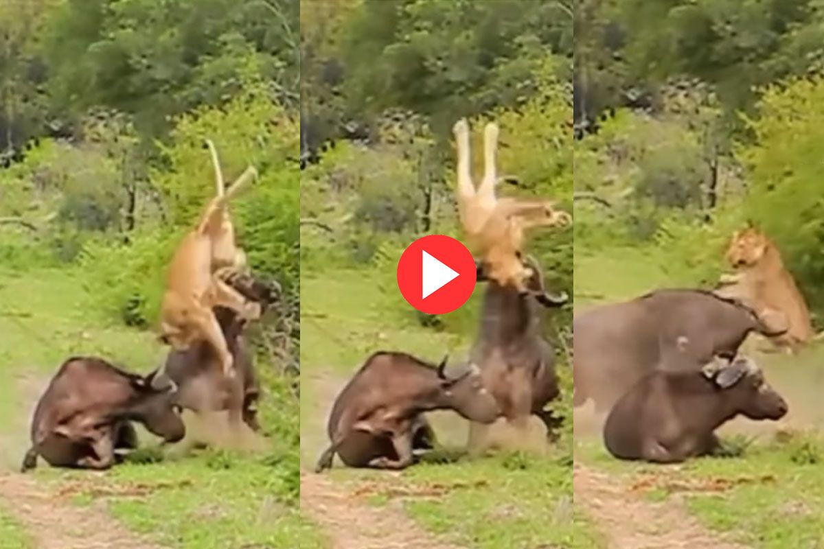 Viral Video: Buffalo Fights Hunting Lioness and Protects Friend. Watch