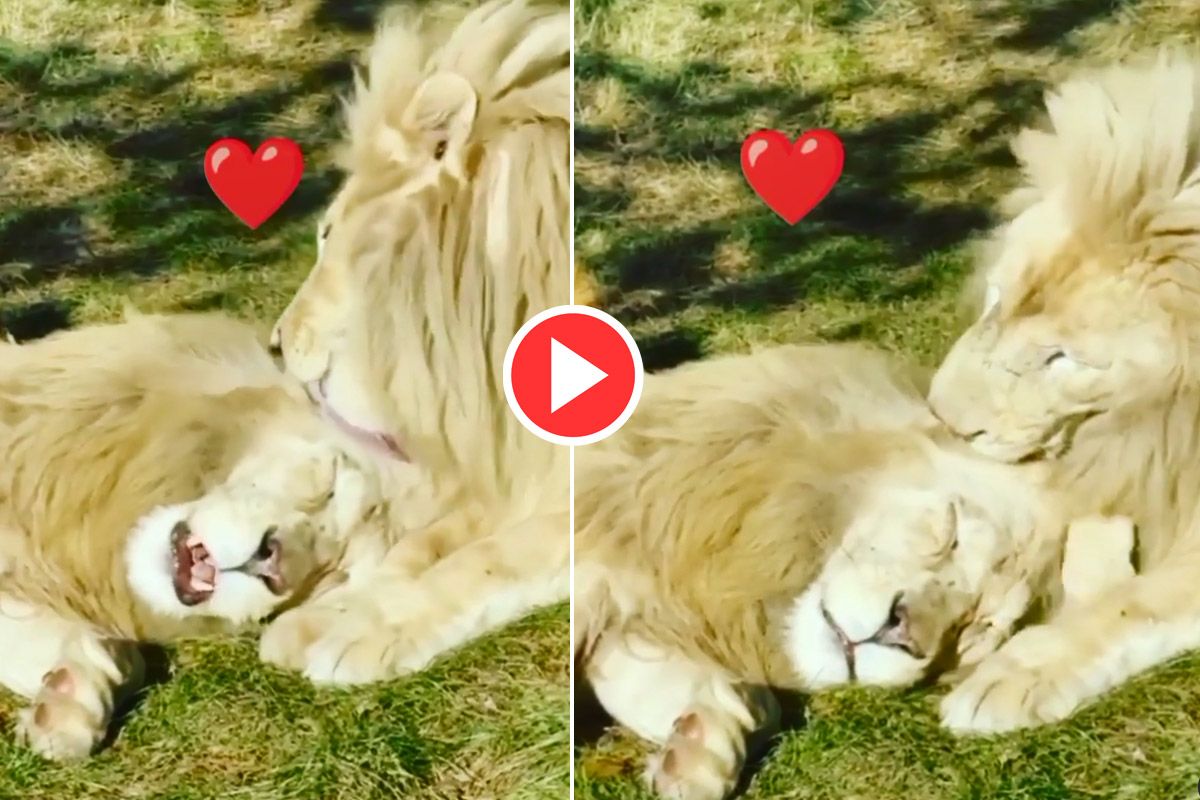 Lions Love Video