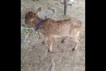 First IVF Cow Calf of One of Shortest Breeds in The World Born in Maharashtra First IVF Cow Calf of One of Shortest Breeds in The World Born in Maharashtra