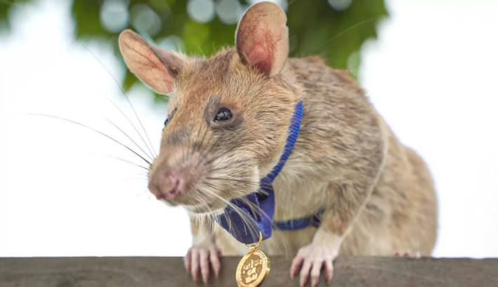 Cambodia’s Magawa, The ‘Hero Rat’ Who Found Over 100 Landmines, Dies Aged 8