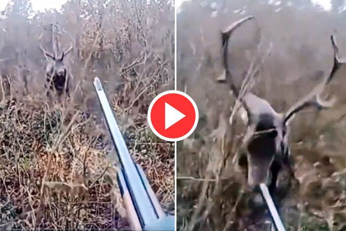 Viral Video Today