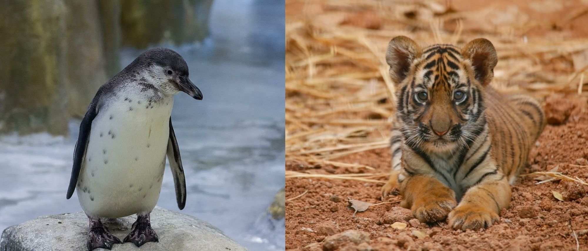 Mumbai Zoo Gets New Star Attractions, Welcomes Royal Bengal Tiger Cub & Humboldt Penguin Chick