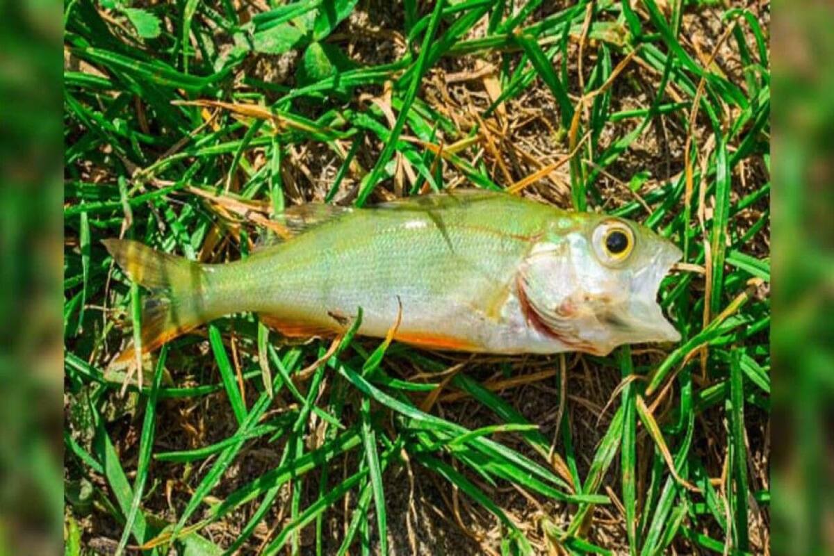 Hard Marathi Rain Sex - Fish Falls From The Sky During Rain in A Bizarre Weather Event. No, We  Arent Kidding!