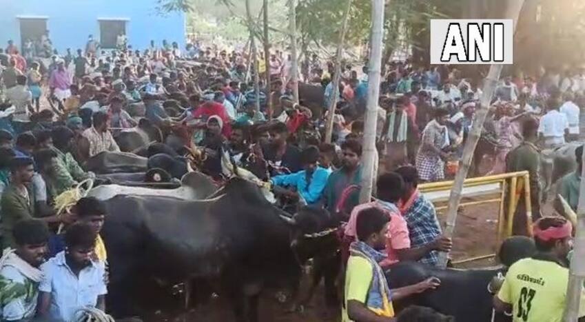 Jallikattu competition underway in Palamedu area of Madurai.