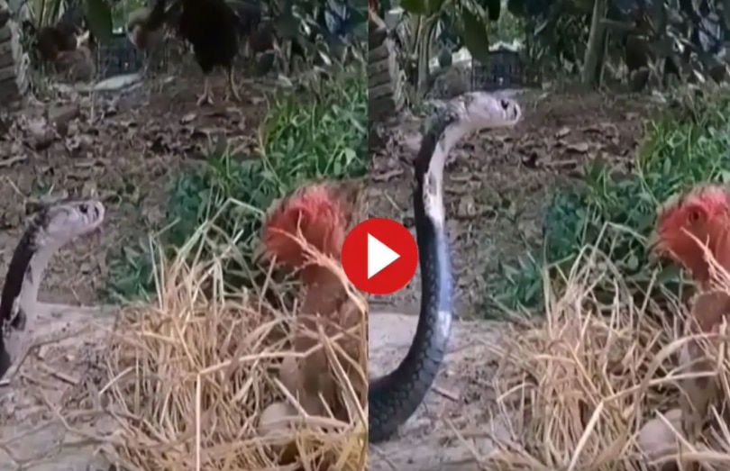 Viral Video: Mother Hen Fights Off Snake To Protect Her Chicks, What ...