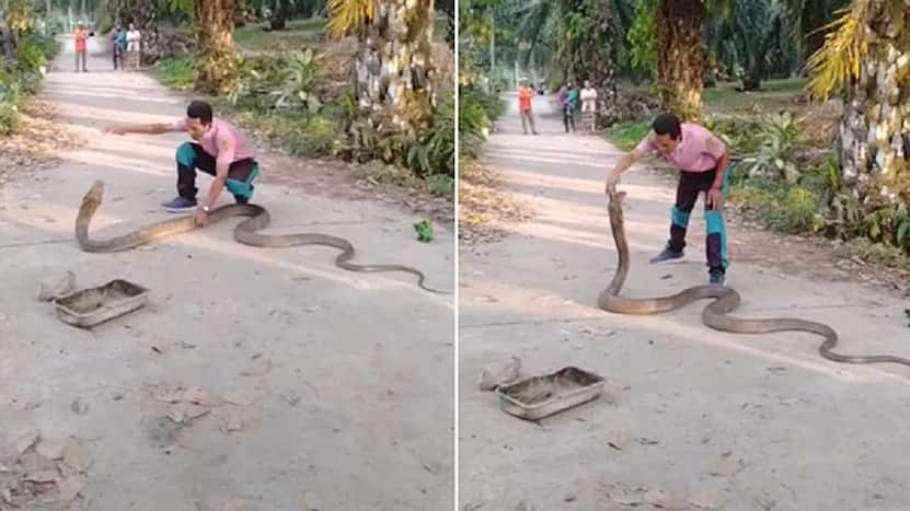 Viral Video: Man Catches Giant King Cobra With Bare Hands. Watch