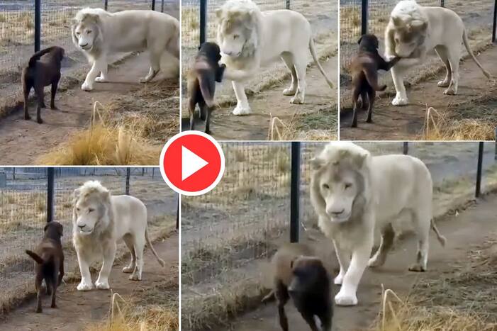 Sher Aur Doggy Ka Video